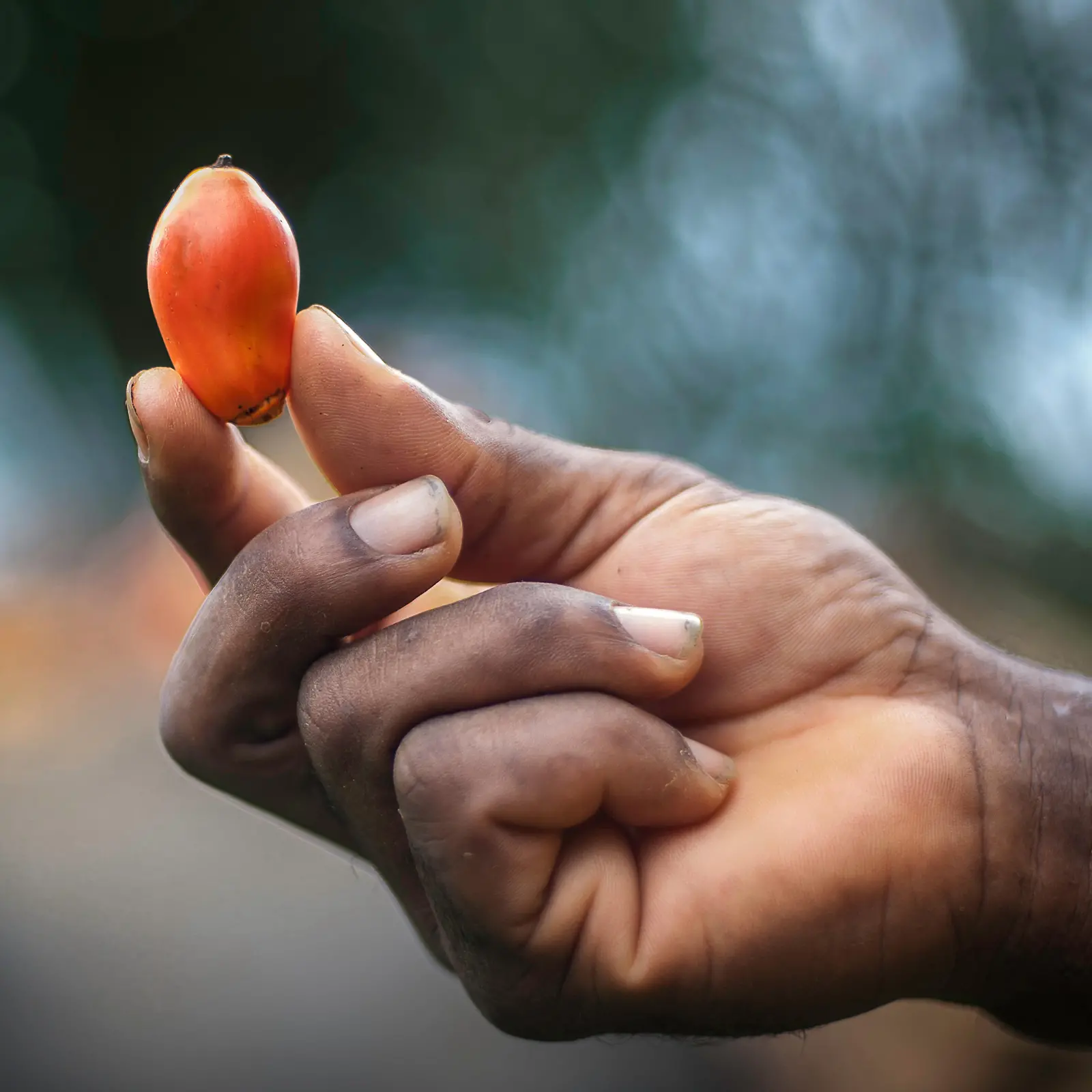 A hand holds a palm fruit in the air.